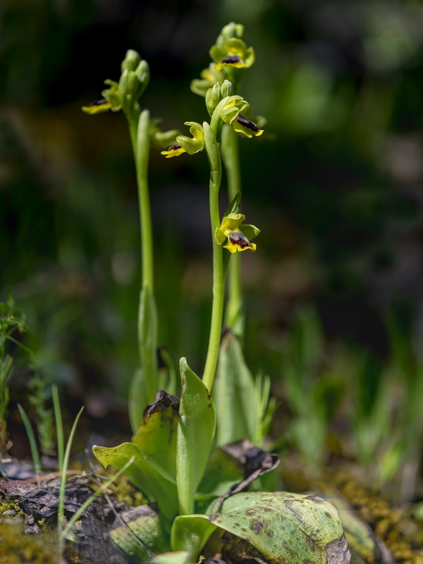 Ophrys lutea quarteirae.01