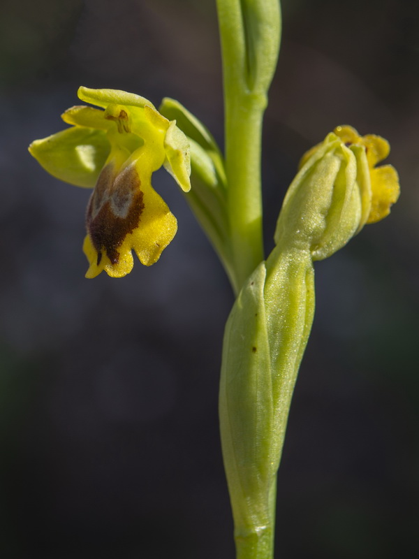 Ophrys lutea quarteirae.18