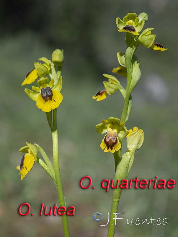Ophrys lutea quarteirae.25