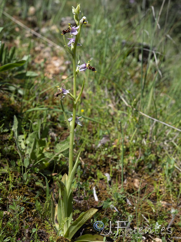 Ophrys picta.01