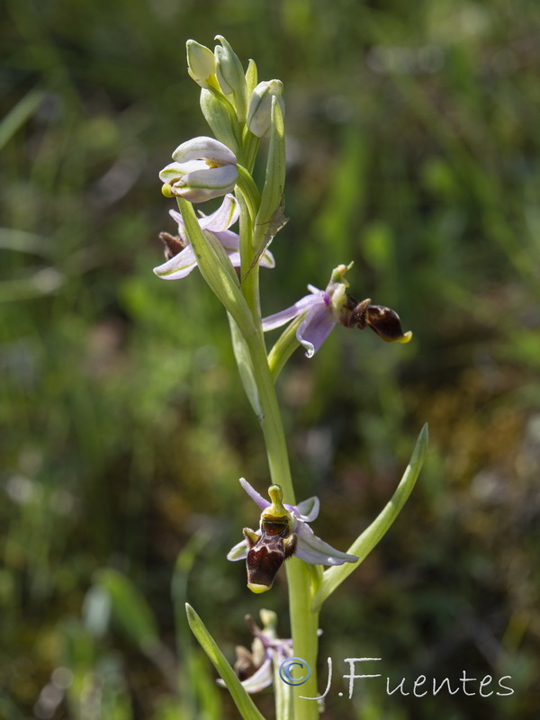 Ophrys picta.03