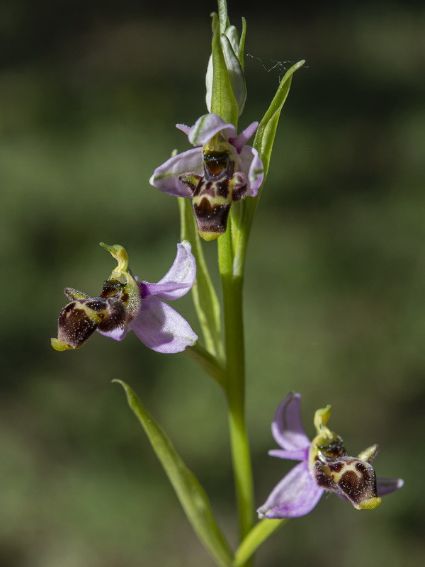 Ophrys picta.06