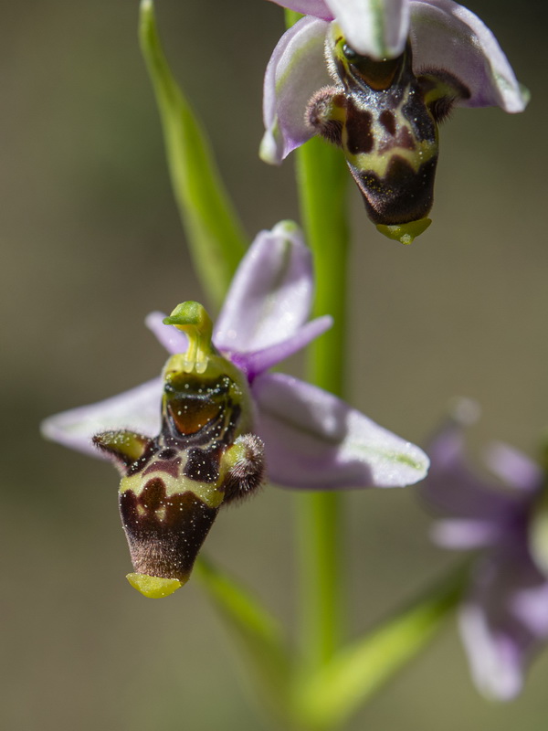 Ophrys picta.08