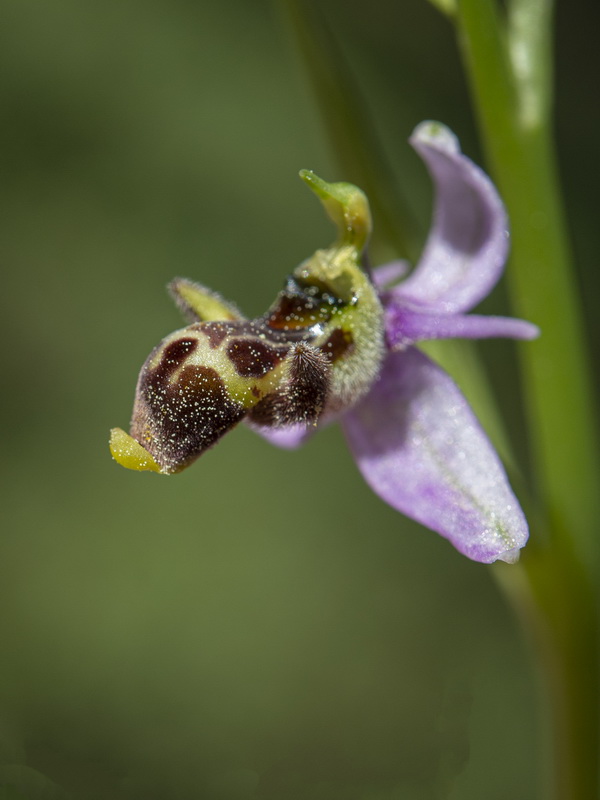 Ophrys picta.02