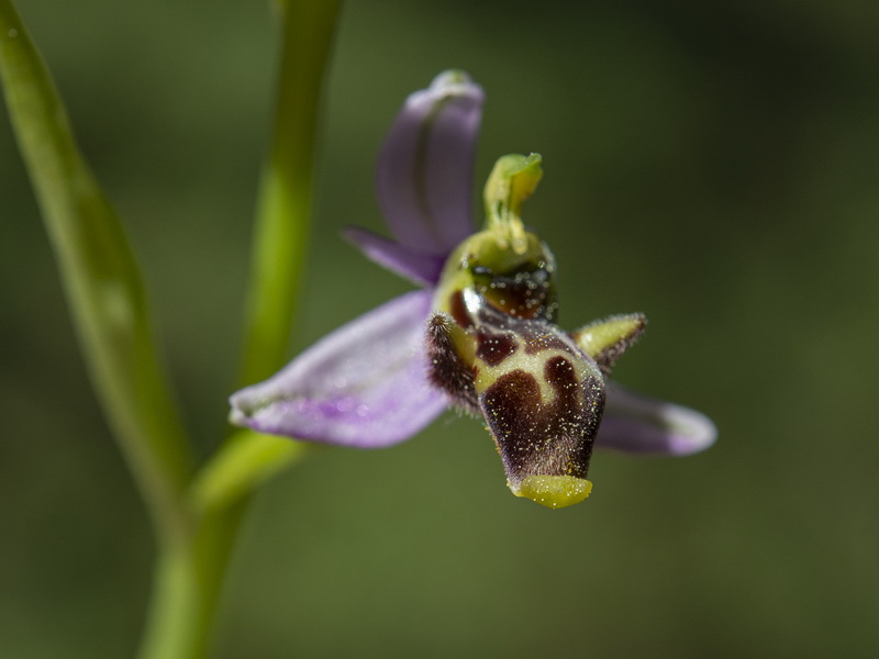 Ophrys picta.11