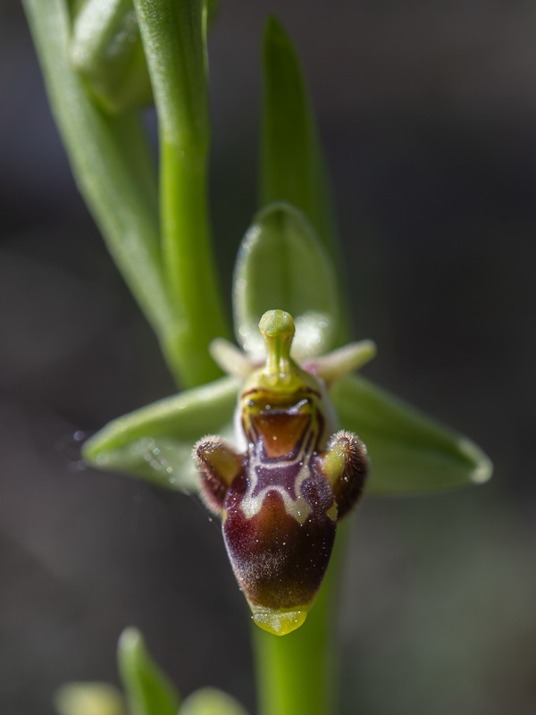 Ophrys picta.14