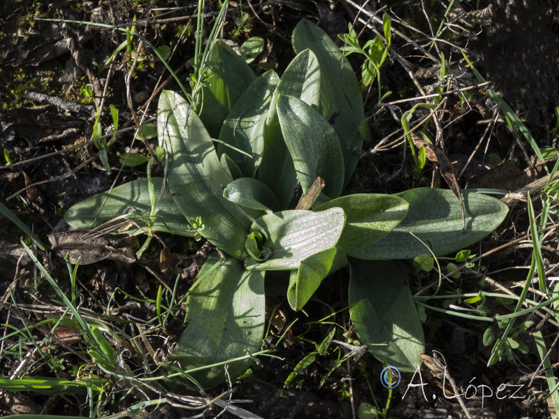 Ophrys picta.16