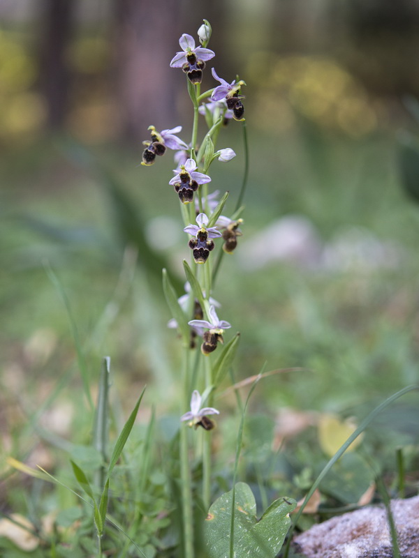 Ophrys scolopax.02