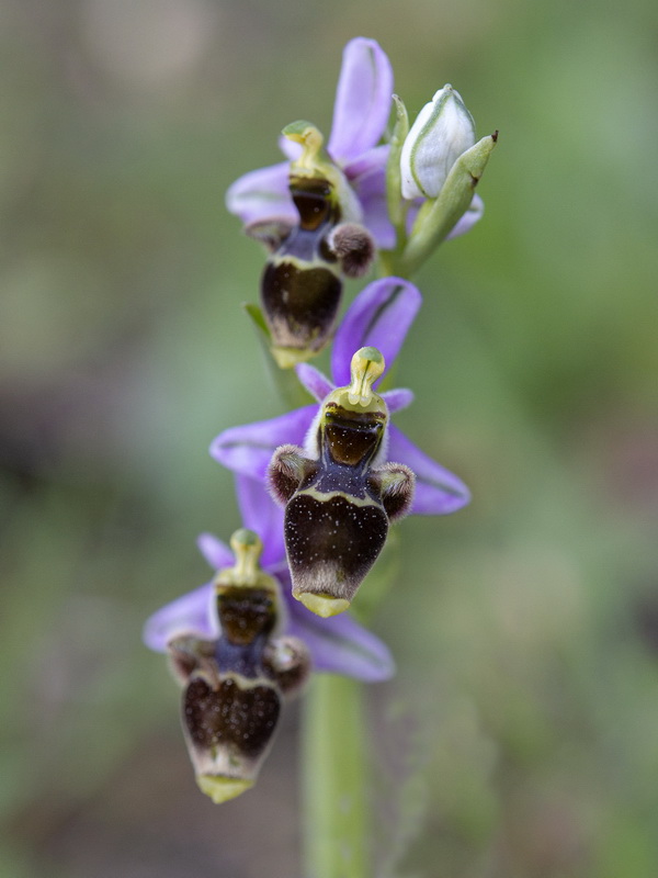 Ophrys scolopax.09