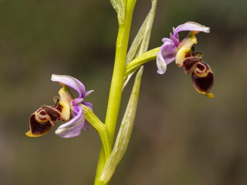 Ophrys scolopax.18