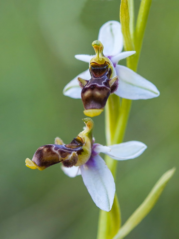 Ophrys scolopax.19