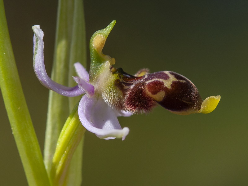 Ophrys scolopax.22