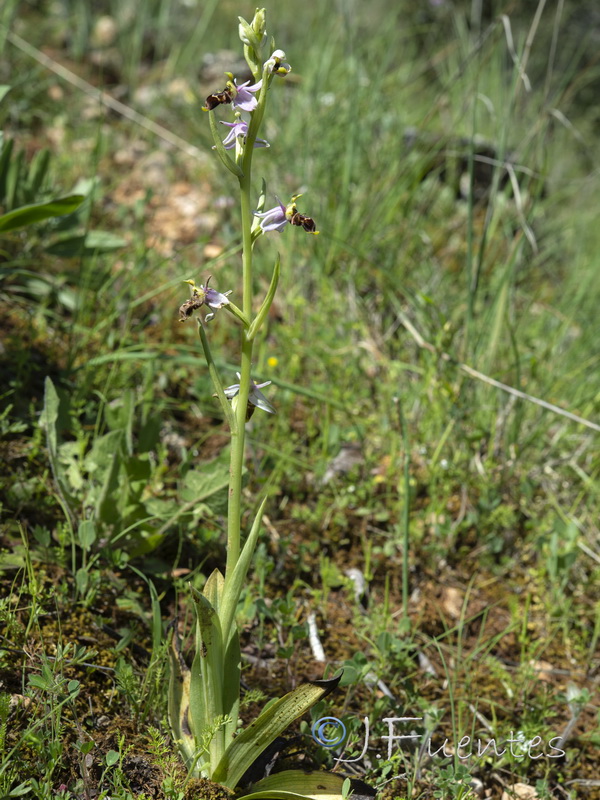 Ophrys scolopax.42