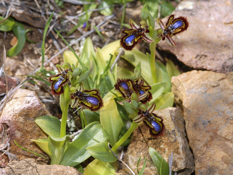 Ophrys speculum.01