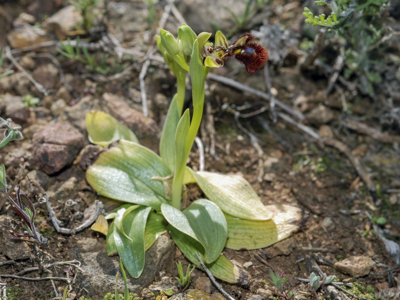 Ophrys speculum.04