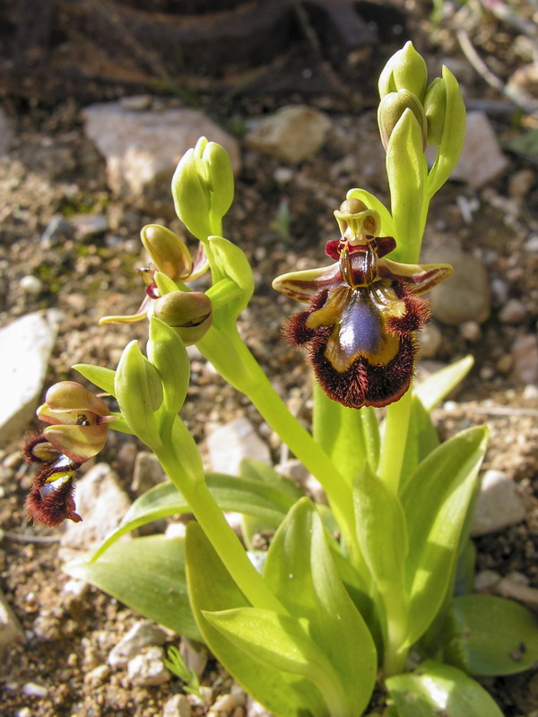 Ophrys speculum.05