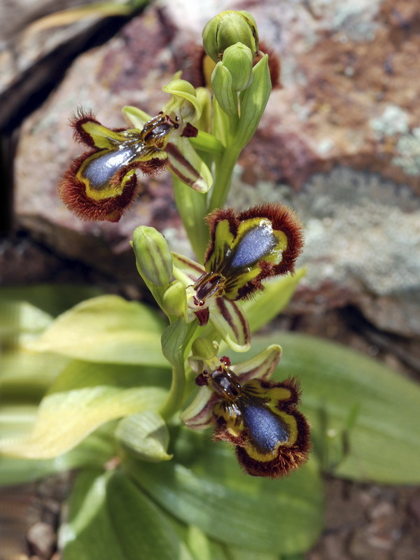 Ophrys speculum.08