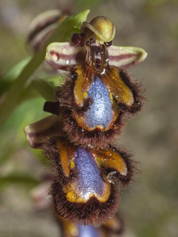 Ophrys speculum.13