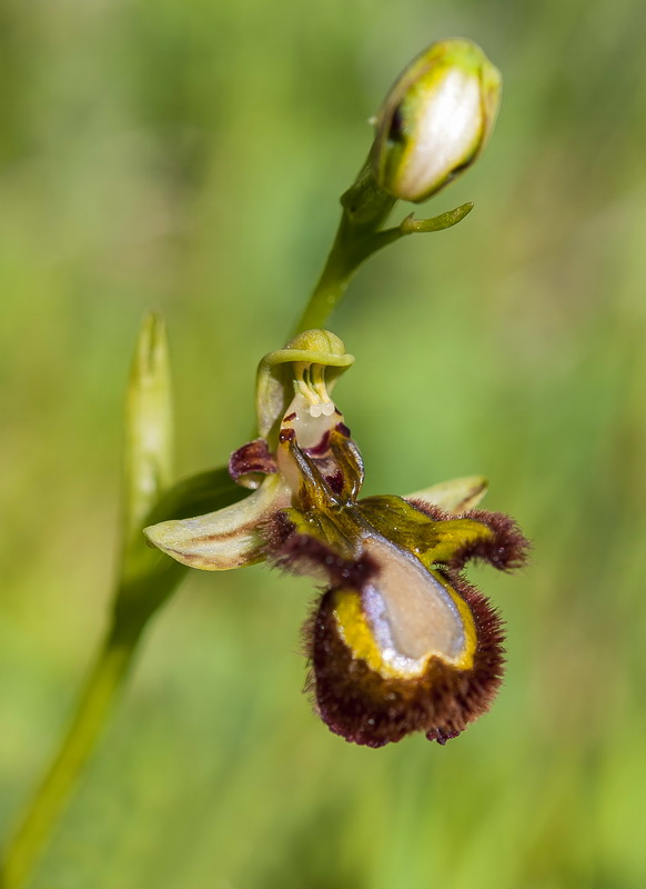 Ophrys speculum.14