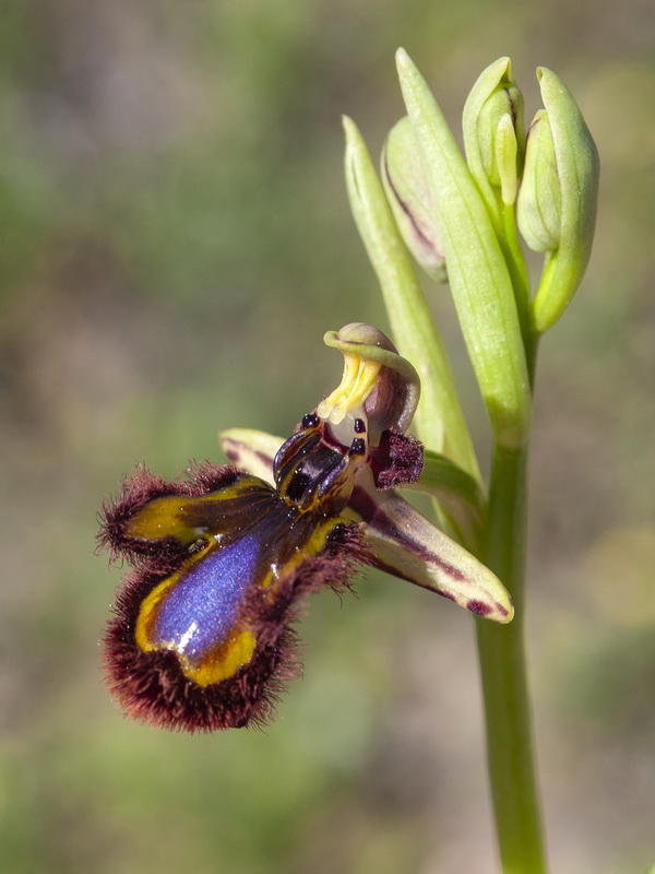 Ophrys speculum.15