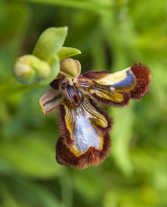 Ophrys speculum.25