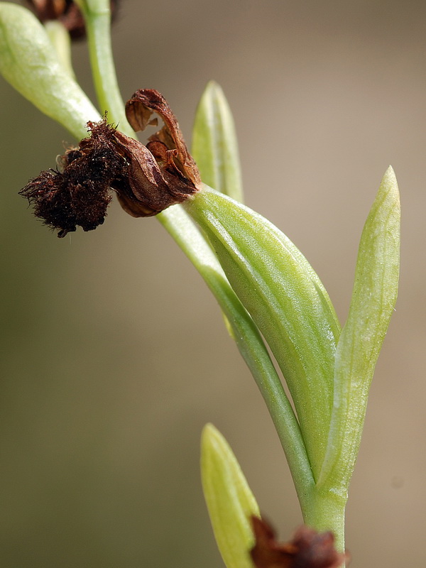 Ophrys speculum.26