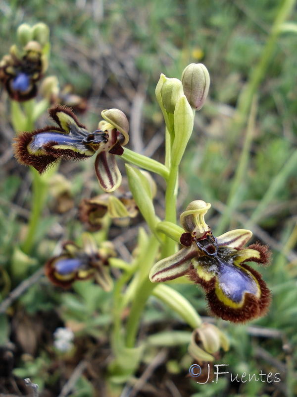 Ophrys speculum.28