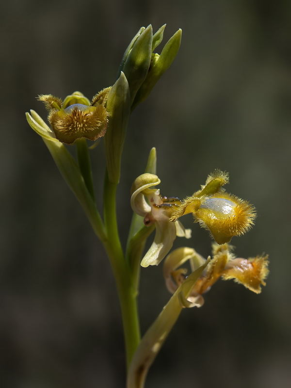 Ophrys speculum.30