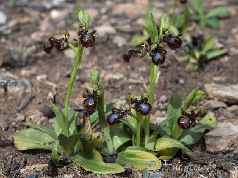 Ophrys speculum.04