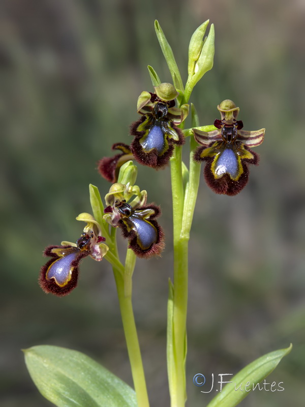 Ophrys speculum.32