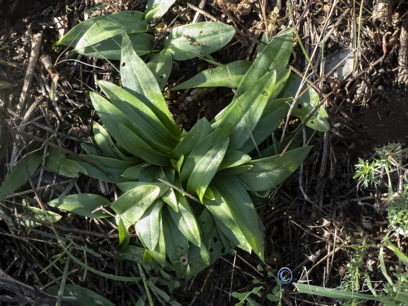 Ophrys speculum.33