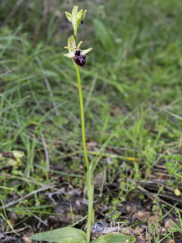 Ophrys sphegodes.25