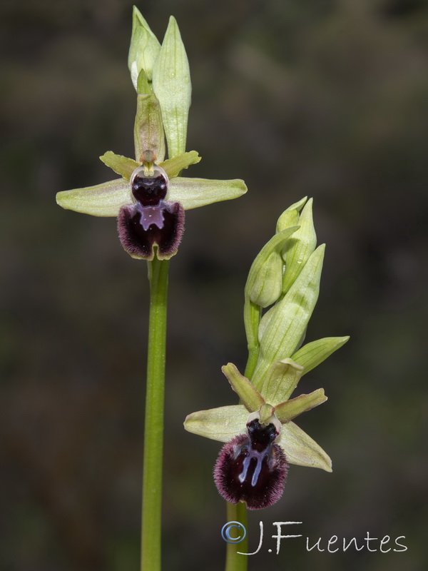 Ophrys sphegodes.26