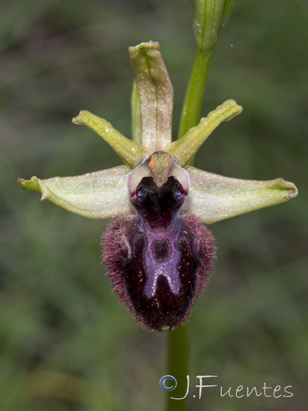 Ophrys sphegodes.27