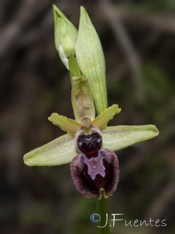 Ophrys sphegodes.28