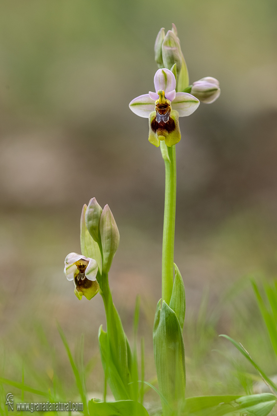 Ophrys tenthredinifera 1