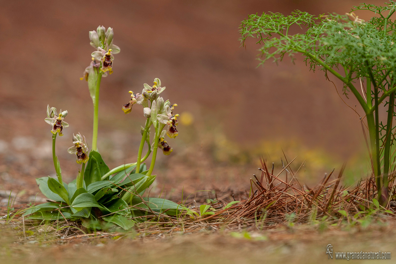 Ophrys tenthredinifera 2