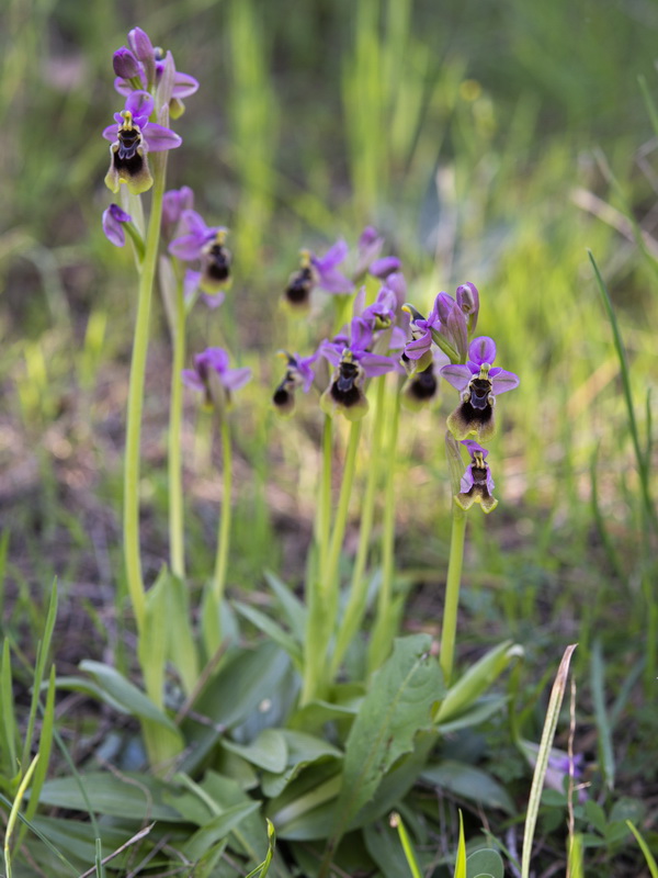 Ophrys tenthredinifera.02