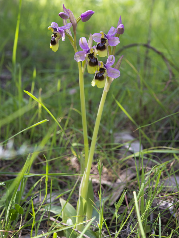 Ophrys tenthredinifera.03