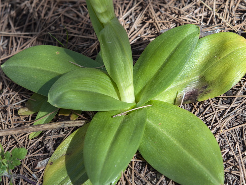 Ophrys tenthredinifera.11