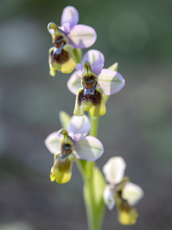 Ophrys tenthredinifera.14