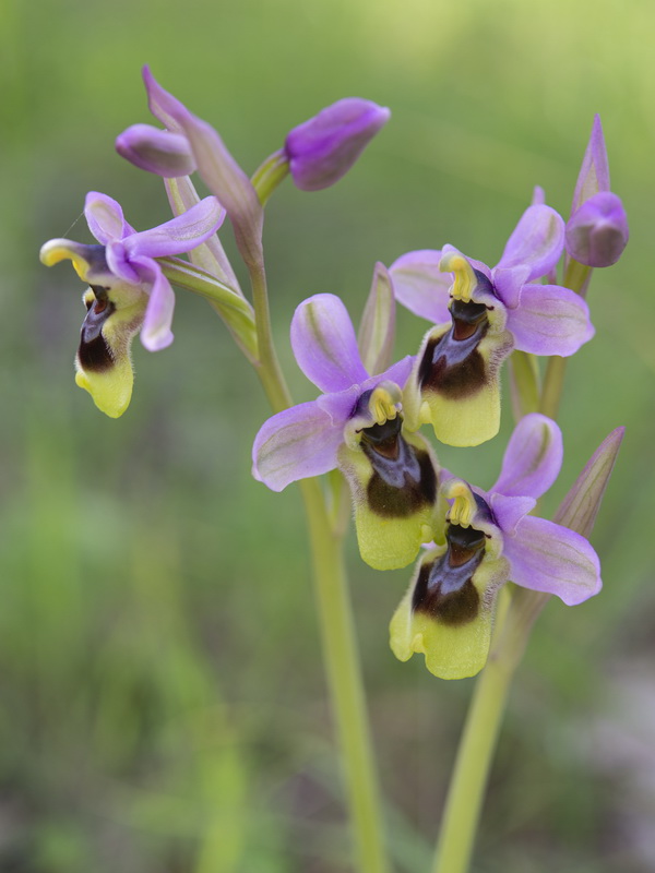 Ophrys tenthredinifera.15