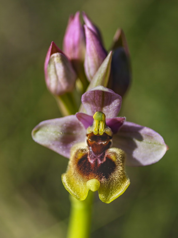 Ophrys tenthredinifera.23