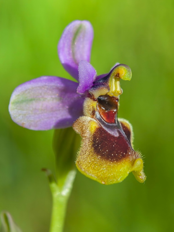 Ophrys tenthredinifera.29
