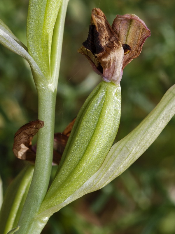 Ophrys tenthredinifera.33