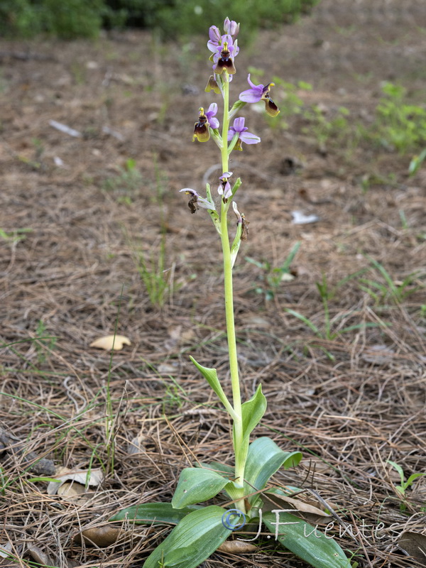 Ophrys tenthredinifera.42