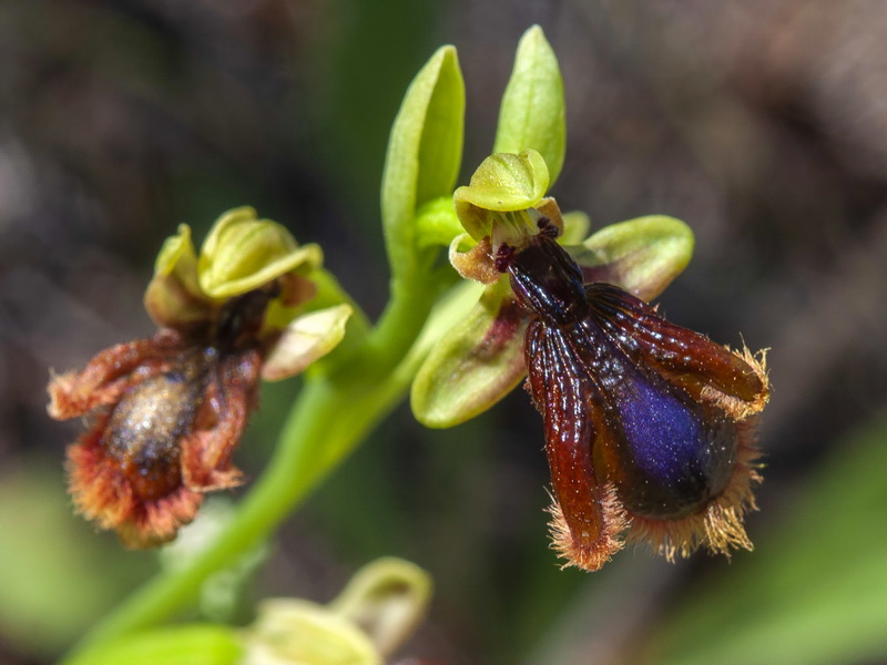 Ophrys vernixia.08