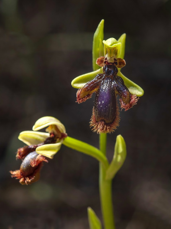 Ophrys vernixia.09
