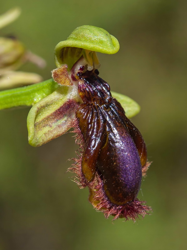 Ophrys vernixia.14