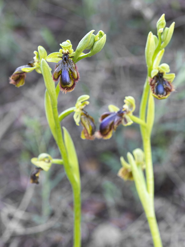 Ophrys vernixia.17